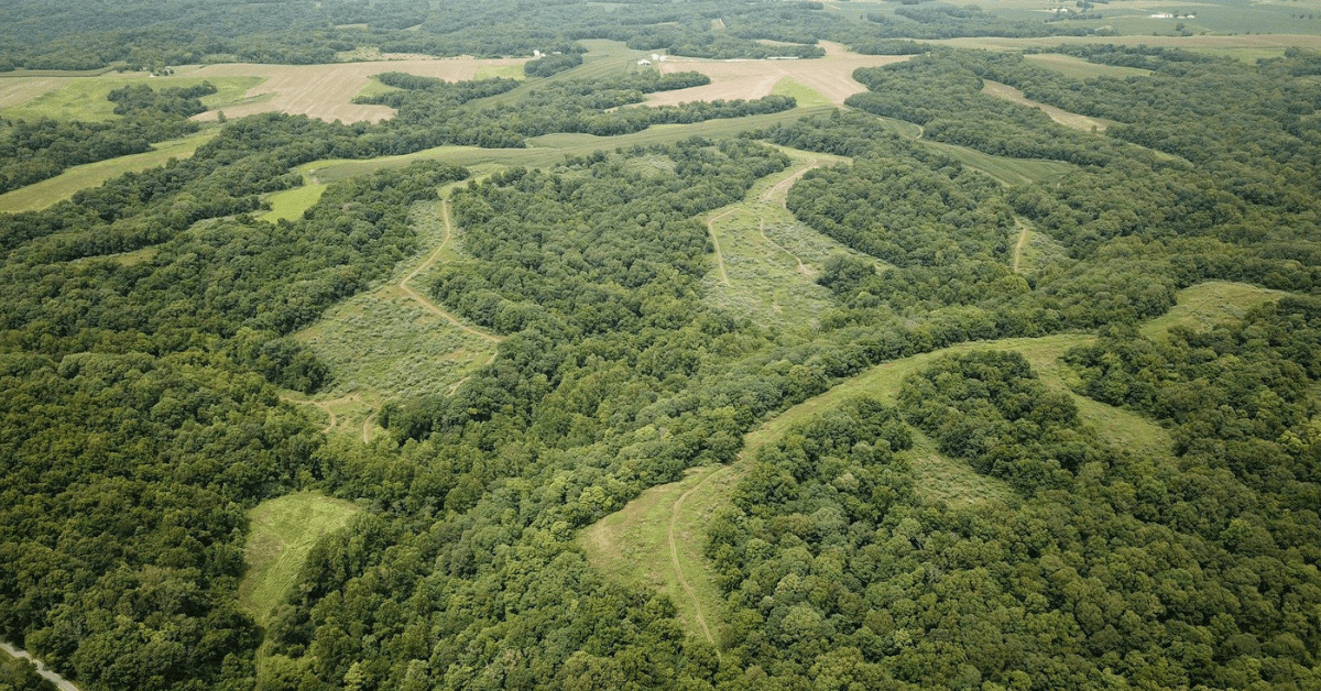 Your Guide to Timber Stand Improvement Projects and State or Federal Programs